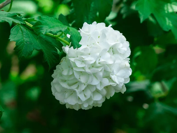 Primer Plano Flores Blancas Guelder Rose Árbol Bola Nieve —  Fotos de Stock
