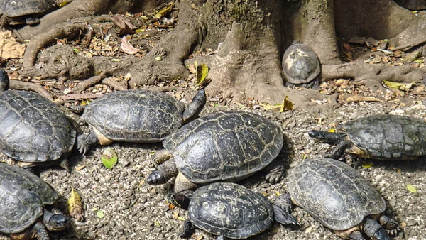 Een Close Shot Van Schildpadden — Stockfoto