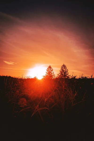 Вертикальний Знімок Квітів Трави Полі Під Яскравим Сонячним Світлом Під — стокове фото