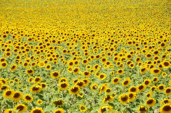 Una Bella Vista Girasoli Che Crescono Nel Campo Girasole Una — Foto Stock