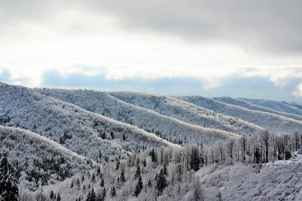 Eine Faszinierende Aufnahme Schöner Schneebedeckter Bäume Unter Einem Bewölkten Himmel — Stockfoto