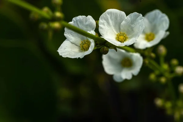 Tiro Seletivo Foco Flores Silvestres Brancas Que Florescem Jardim Botânico — Fotografia de Stock