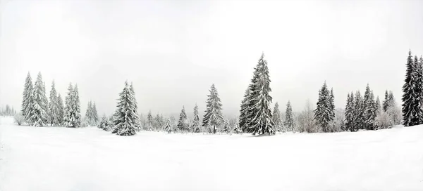 Eine Faszinierende Aufnahme Schöner Schneebedeckter Tannen Unter Einem Bewölkten Himmel — Stockfoto