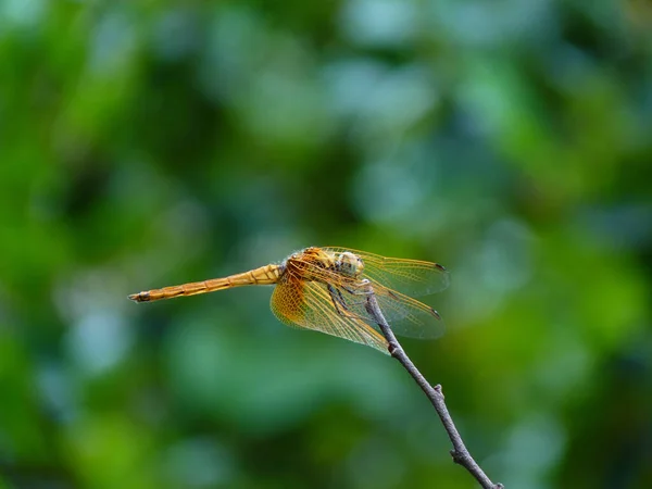 Een Libelle Die Een Stengel Buiten Vasthoudt — Stockfoto