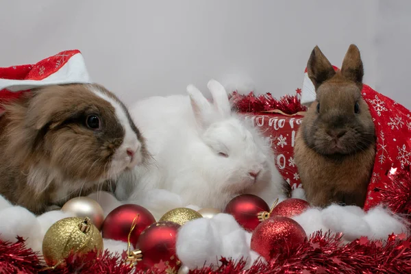 Gros Plan Lapins Mignons Avec Décoration Noël — Photo