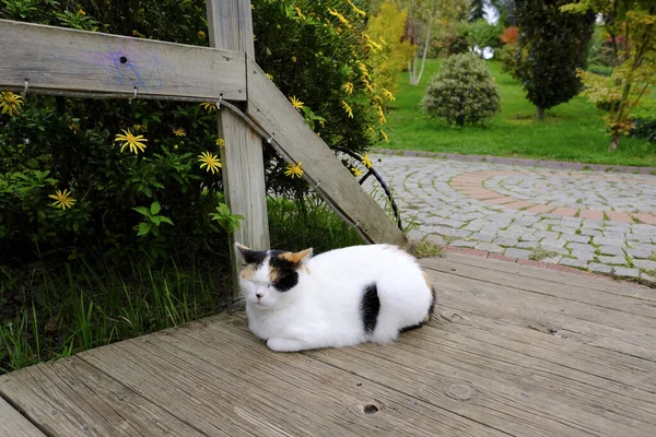 Bílá Kočka Sedící Dřevěné Cestičce Zeleném Prostoru — Stock fotografie