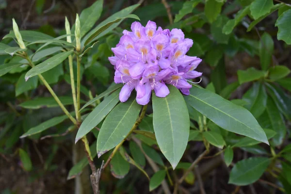 Primer Plano Flores Florecientes Rododendro Del Pacífico Vegetación — Foto de Stock