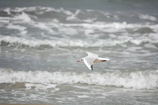 Primo Piano Gabbiani All Aperto Libertà Della Mosca Marina — Foto Stock