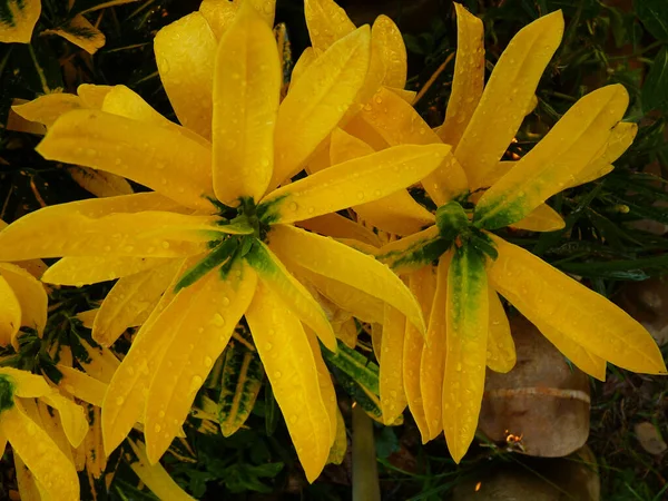 Top View Yellow Beautiful Flowers Droplets Water Rain — Stock Photo, Image