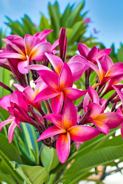 Plano Vertical Hermosas Flores Plumeria Frangipani Color Rosa Naranja —  Fotos de Stock