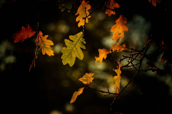 Beautiful Closeup Colorful Oak Tree Leaves — Stock Photo, Image