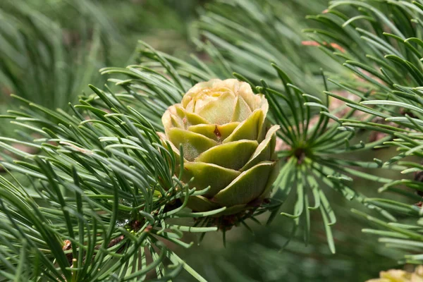 Wulmstorf Heathland Iğne Yapraklı Bir Ağaçta Genç Bir Kozalağın Yakın - Stok İmaj