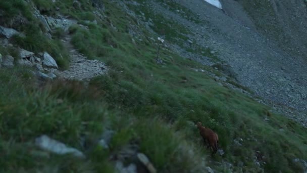 Wild Goats Descending Steep Rocky Mountain Hill Backdrop Panoramic Landscape Video Clip