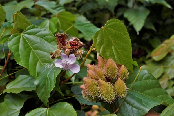 Een Close Shot Van Achiote Fruit Met Zijn Bloem Zaden — Stockfoto