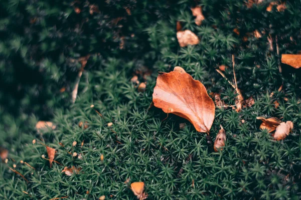 Dry Leaves Grass Forest Eisenach October — Stock Photo, Image