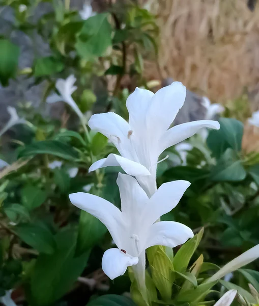 Pionowe Zdjęcie Białych Lilii Kwiaty Kwitnące Ogrodzie — Zdjęcie stockowe