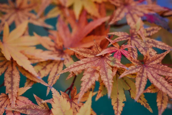 Крупный План Красивых Ярких Осенних Листьев — стоковое фото