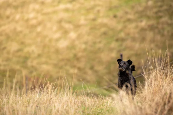 Perro Terrier Negro Corriendo Campo Herboso Seco — Foto de Stock