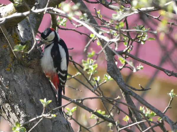 Enfoque Selectivo Pájaro Carpintero Tronco Árbol — Foto de Stock