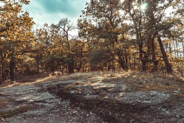 Herfstlandschap Van Een Bos Eisenach Oktober — Stockfoto