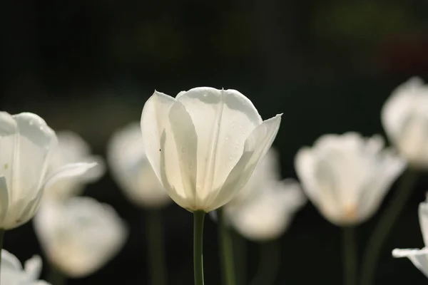 Zbliżenie Białych Tulipanów Polu Pod Słońcem Holandii — Zdjęcie stockowe