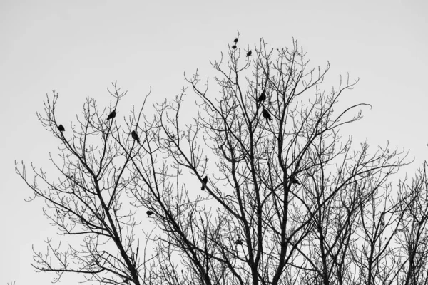 Eine Flache Aufnahme Eines Blattlosen Baumes Unter Nebligem Himmel — Stockfoto