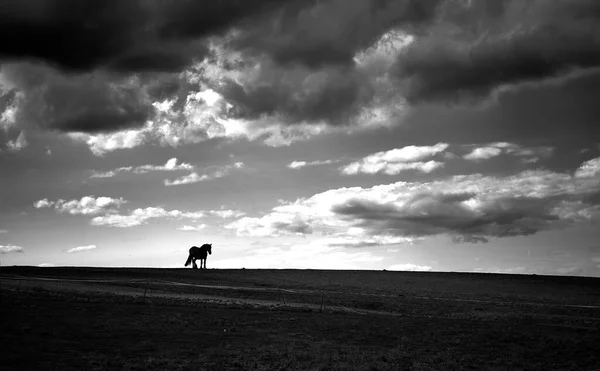 1970年1月1日 英国克罗默 一匹马在山坡上行走的灰度照片 — 图库照片