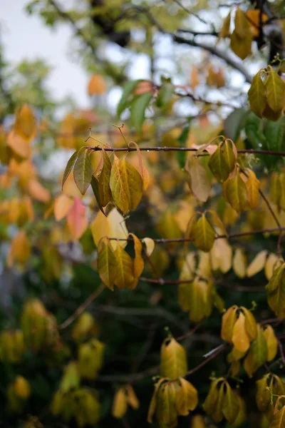 Egy Függőleges Lövés Gyönyörű Őszi Levelekből Ágakon — Stock Fotó