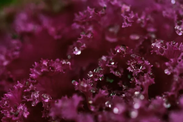 A closeup shot of dewdrops on purple kale