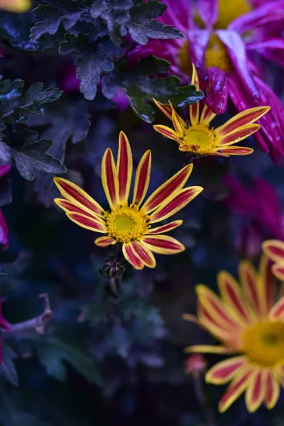 Ένα Επιλεκτικό Πλάνο Εστίασης Των Ανθισμένων Λουλουδιών Της Άστερ — Φωτογραφία Αρχείου