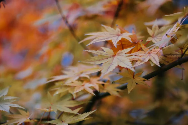 Een Close Shot Van Mooie Heldere Herfstbladeren — Stockfoto