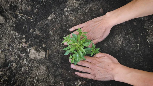 Bonde Hand Plantera Plantor Till Jorden Grönsaksträdgården — Stockfoto