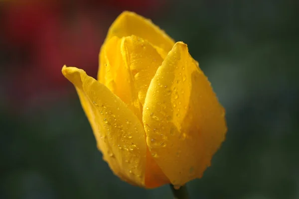 Eine Großaufnahme Einer Gelben Tulpe Die Mit Regentropfen Auf Einem — Stockfoto