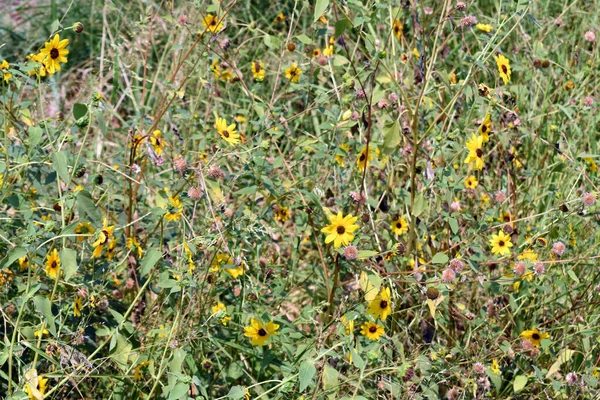 Een Bush Loof Met Bloeiende Gele Bloemen Een Woud — Stockfoto