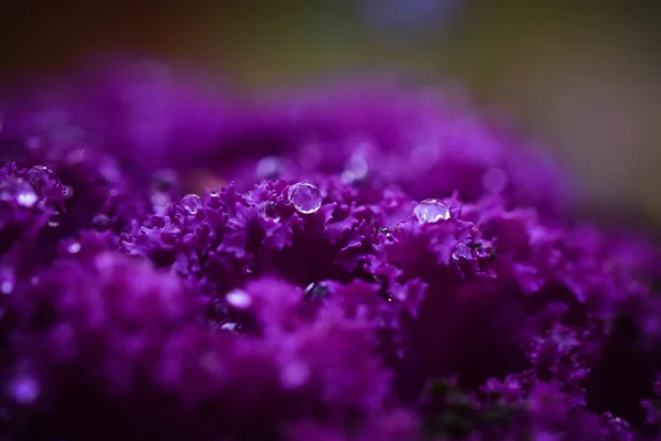 A closeup shot of dewdrops on purple kale