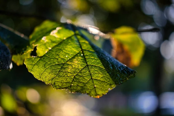 Tiro Close Uma Folha Verde Sob Luz Solar — Fotografia de Stock