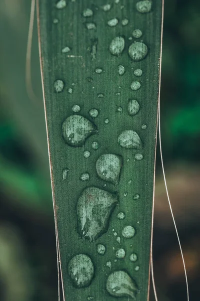 Eine Selektive Fokusaufnahme Von Blättern Die Mit Tautropfen Bedeckt Sind — Stockfoto