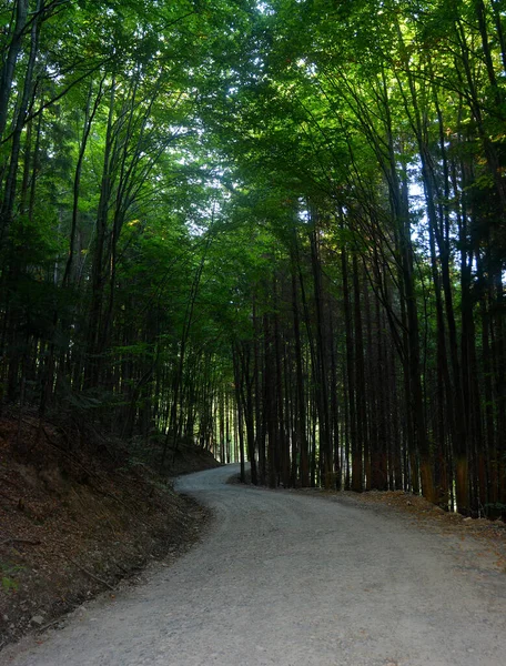 Plano Vertical Camino Través Bosque Oscuro —  Fotos de Stock