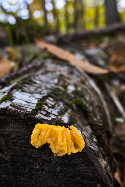 Ένα Επιλεκτικό Πλάνο Εστίασης Μιας Tremella Mesenterica Ενός Κίτρινου Μύκητα — Φωτογραφία Αρχείου