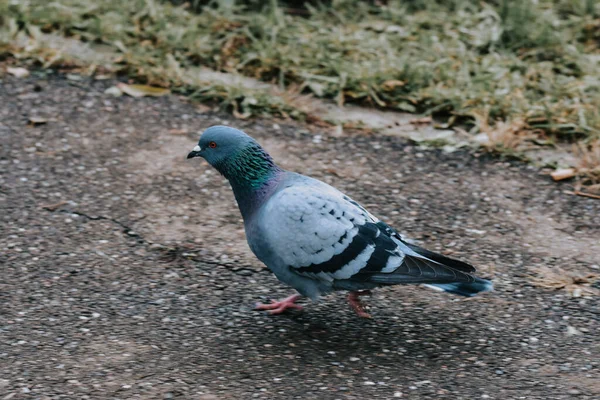 歩道に鳩のロックの選択的フォーカスショット — ストック写真