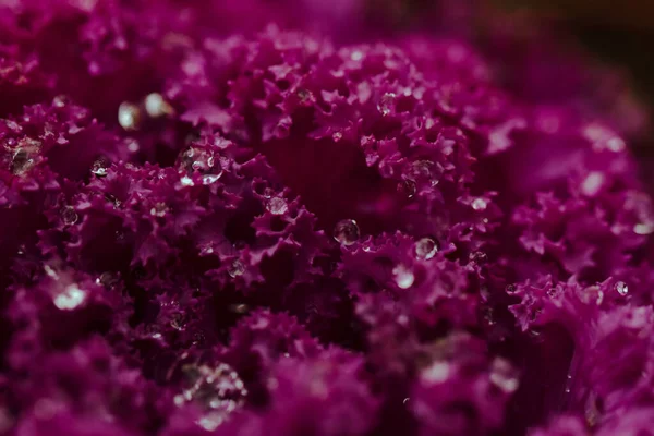 A closeup shot of dewdrops on purple kale