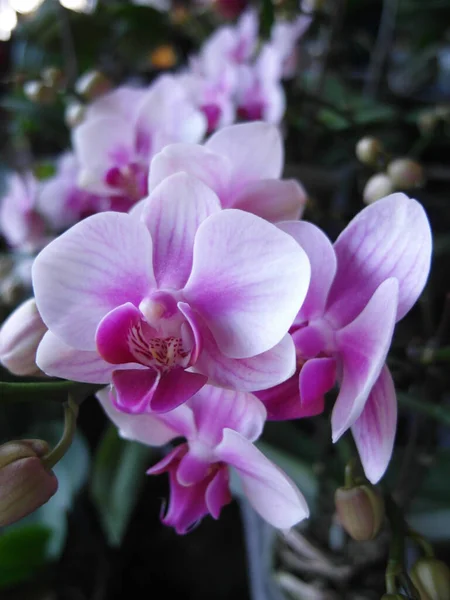 Gros Plan Vertical Bouquet Belles Fleurs Phalaenopsis Délicates Fleur — Photo