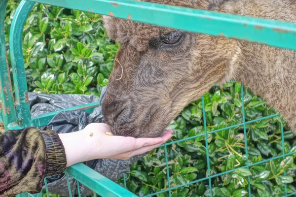 ペット動物園で茶色のラマに餌をやる手 — ストック写真