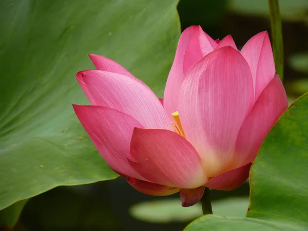 Eine Nahaufnahme Einer Schönen Blühenden Heiligen Lotusblume Mit Tamponblättern Einem — Stockfoto