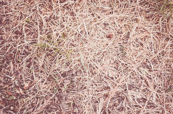 Tiro Alto Ângulo Grama Seca Chão Uma Floresta — Fotografia de Stock