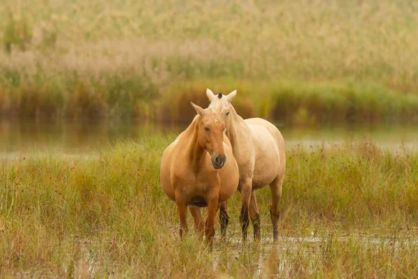 Eine Schöne Aufnahme Von Zwei Pferden Auf Einem Feld — Stockfoto