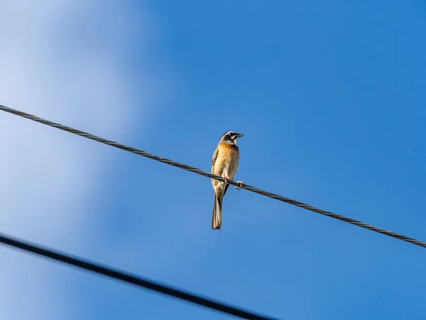 Colpo Angolo Basso Uccello Bunting Prato Sotto Cielo Soleggiato Azzurro — Foto Stock