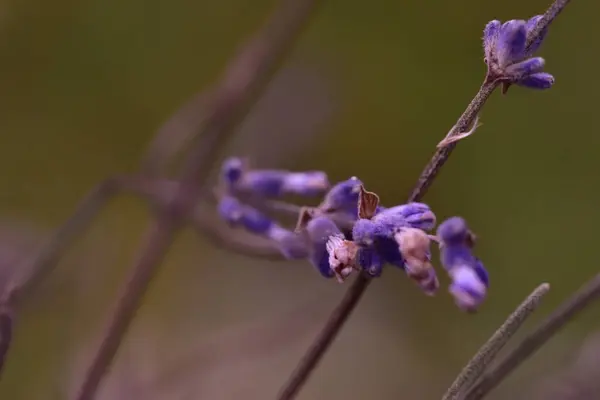 Eine Selektive Fokusaufnahme Blühender Lavendelblüten — Stockfoto