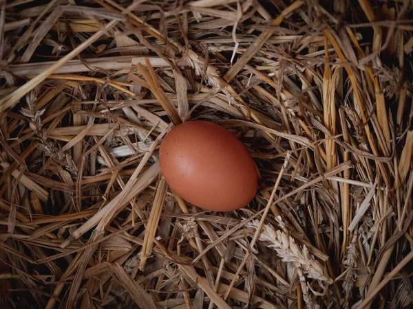 Egg Straws Organic Agriculture Natural Farming Fresh Hen Egg — Stock Photo, Image