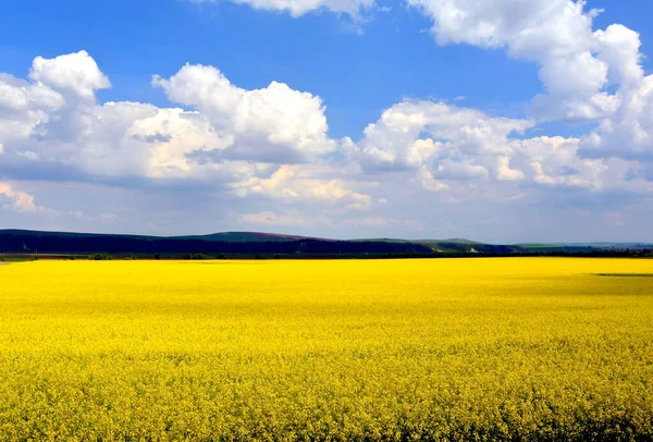 Пейзаж Желтого Рапсового Поля Облачно Голубым Небом — стоковое фото